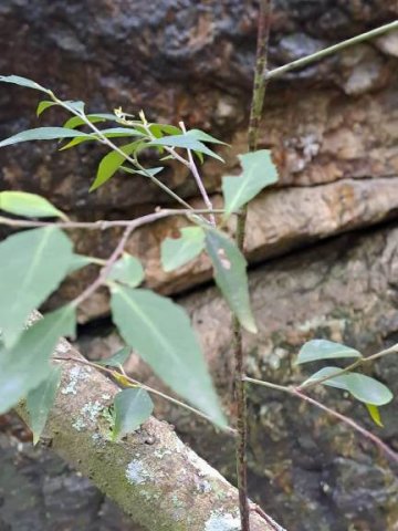 Maytenus acuminata branchlets and leaves